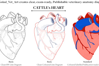 create professional veterinary anatomy illustration for academic publications
