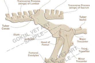 create professional veterinary anatomy illustration