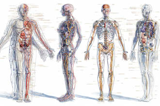 illustrate custom realistic medical art for commercial use