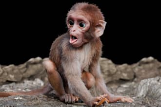 model 3d animal model with realistic xgen hair animation and texturing