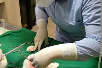 give veterinary consultation online