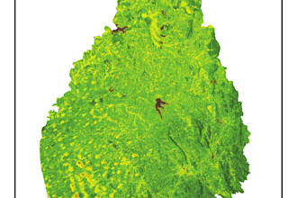 create ndvi based vegetation cover maps using gis