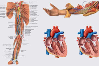 draw detailed 2d 3d medical, scientific, biology anatomy diagram illustration