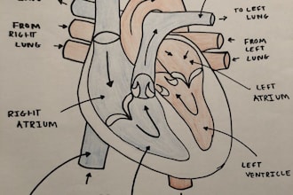 draw neat hand made science diagrams for biology  physics and chemistry