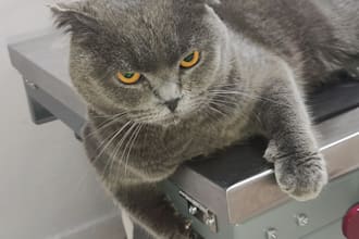 help you with online pet health guidance for dogs and cats