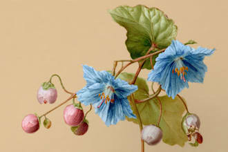 illustrate best botanical illustration