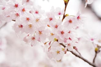 buy items in tokyo for you