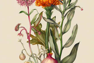 draw botanical illustrations of flowers, plants, fruits