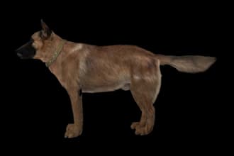 3d character modeling, animal model with realistic fur, xgen hair and texture