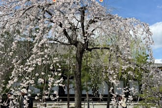 make polite japanese phone calls in japan on your behalf