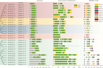 provide services involving in silico genome scale analysis