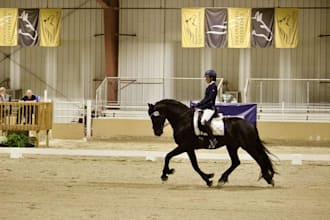 create horse, dog, and cat related ugc videos