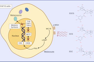 design scientific illustration for journal, article, paper