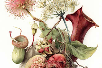 illustrate best botanical illustration