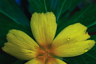 provide high quality nature and flower photography from sri lanka