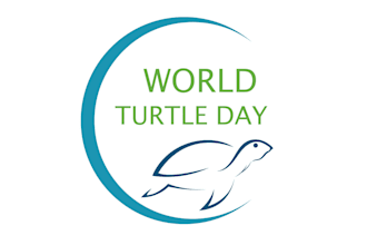 create creative and good looking turtle logo design