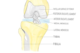create custom knee anatomy, acl and meniscus illustrations
