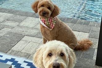 create authentic pet ugc videos for your brand