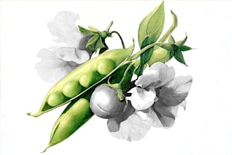 create digital botanical watercolor clipart of flowers
