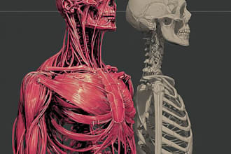 draw anatomy medical illustrations scientific figures
