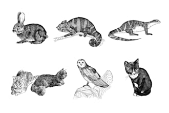 draw expressive custom animal and pet portraits