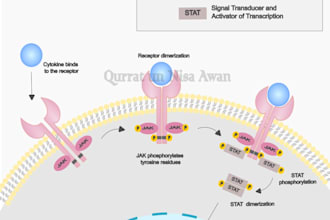 create a scientific diagram or graphical abstract for you