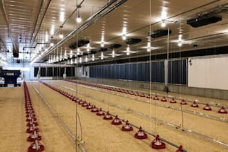 do 3d poultry design, poultry farm, broiler farm, layer farm, birds farm design