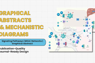 graphical abstract and mechanistic diagrams