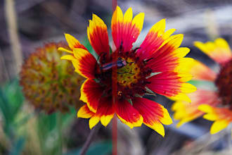 professionally enhance and sharpen your photos