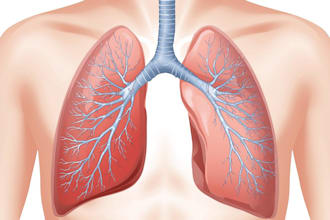 draw anatomy and medical science illustration