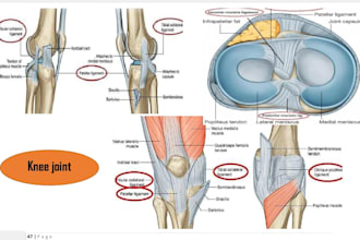 create detailed anatomy and medical notes with exam questions for medic sudents