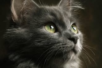 do cat portrait illustration