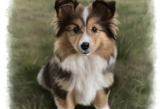 draw a cute of your pet portrait