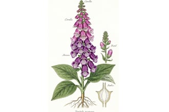 do a botanical illustration