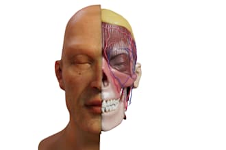3d accurate anatomy models