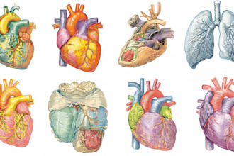 draw anatomy and medical science illustration