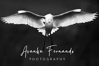 create logo and branding material for companies