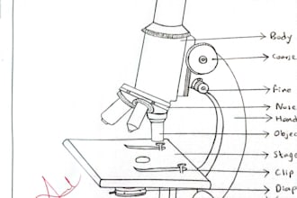draw any anatomical and biological figure or diagrams