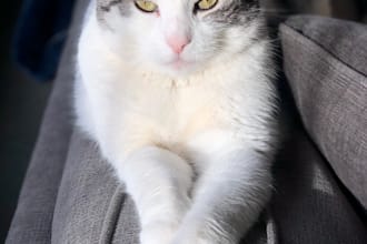 create adorable cat ugc videos for tiktok, instagram and facebook