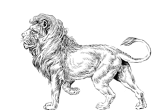 hand draw black and white illustration in pen ink style