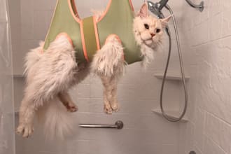 write product review with photo for pet brands
