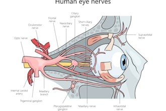create scientific illustrations, surgical, anatomy for textbooks and research