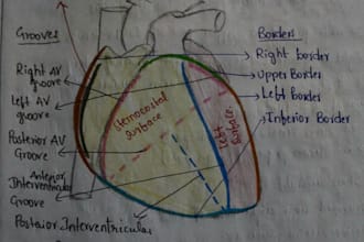 draw neat labelled biology and anatomy diagrams