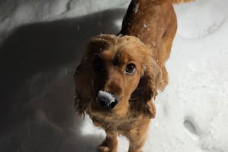 make my adorable dog model your product or brand
