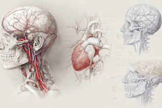 draw anatomy images and medical illustrations professionally