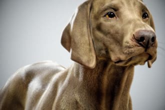 3d animal model realistic fur 3d xgen zbrush model, blender maya model, 3d print