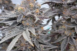 create a custom indoor cannabis grow plan for your setup and budget