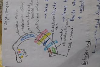 draw neat labelled biology, anatomy and medical  diagrams