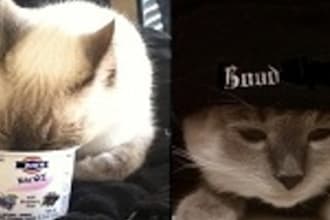 take a picture of my cat promoting your product