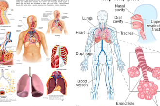 draw anatomy images medical illustrations infographics, diagrams professionally
